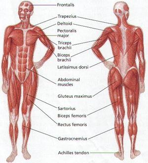 Muscle Diagram Human Body System